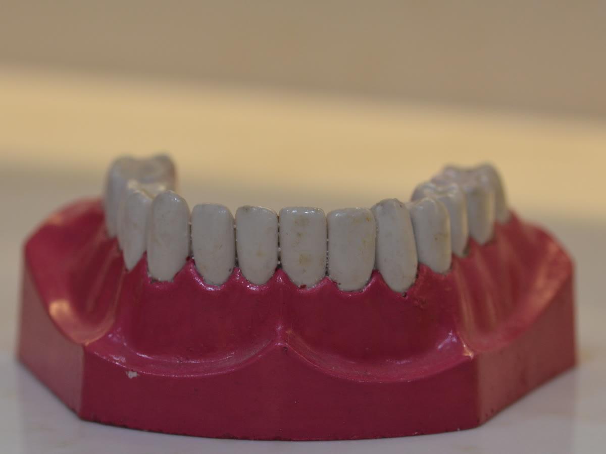 Alt çene diş modeli